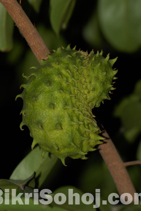 করোসলের বীজ ৫ পিচ
